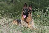 BERGER ALLEMAND 156